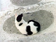 Gatti (233)